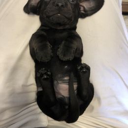 Boy 1 - Black Dachshund puppy in Baton Rouge, Louisiana from Carmen Coon's Dachshunds