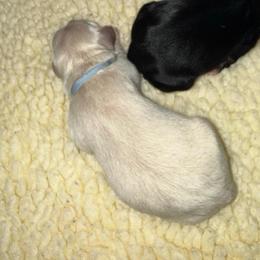 Phil - Cream male Goldendoodle puppy in Bountiful, Utah from PJs Puppy Love
