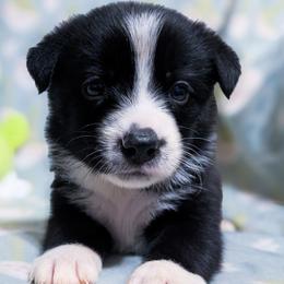 Flower - Black and white female Border Collie puppy in Raccoon, Kentucky from Skyline Border Collies