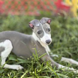 Dachshunds and Italian Greyhounds from Elite Doxies Florida