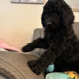 Tank Black Boy - Black male Poodle puppy in Jesup, Georgia from Altamaha Mud Poodles LLC.