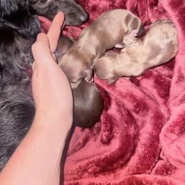 Red brindle - Brindle male Dachshund puppy in Umatilla County, Oregon from Divine Dogs
