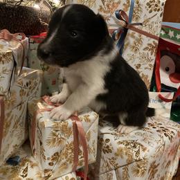 Spear - Black and white male Shetland Sheepdog puppy in Commiskey, Indiana from Windy Haven Farm
