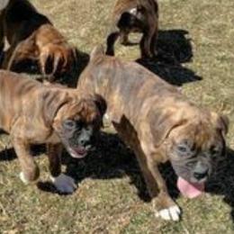 Boxers from Dale's Boxers