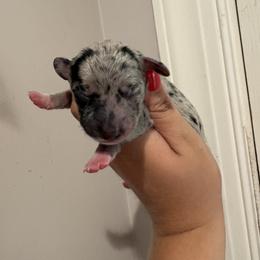 Boy 1 - Dapple male Dachshund puppy in Columbiana, Alabama from Tonya's Dachshunds