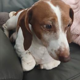 Dachshund puppies from Paulassillydogs