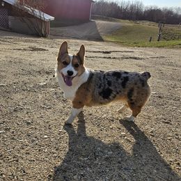Ida - American Corgi