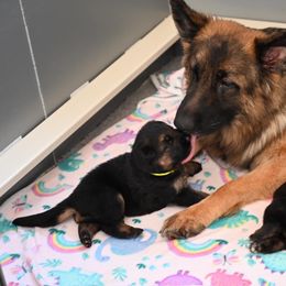 German Shepherd Puppies from Riverline Shepherds