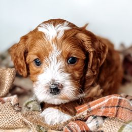 Birch - Caramel cream male Australian Labradoodle puppy in Decatur, Alabama from Southern Meadows Doodles