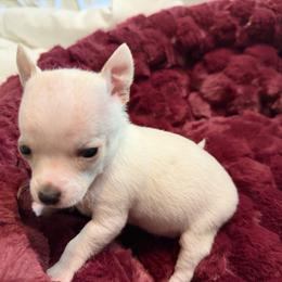 Rose - White female Chihuahua puppy in Amity, Pennsylvania from Rhoda and Verna