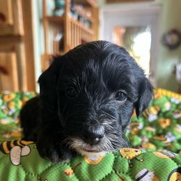 Smoky, 4 weeks old - Black male Whoodle puppy in Crawford, Colorado from Saddle Mountain Doodles