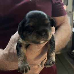 Girl 2 - Black and tan female Cavalier King Charles Spaniel puppy in Morriston, Florida from Cutesy Cavaliers