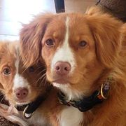 Nova Scotia Duck Tolling Retrievers from PortStar Tollers