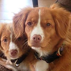 Nova Scotia Duck Tolling Retrievers from PortStar Tollers