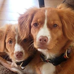 Nova Scotia Duck Tolling Retrievers from PortStar Tollers