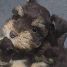 Girl 1 - Liver female Miniature Schnauzer puppy in Calera, Alabama from Burnett Cove Kennels
