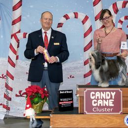 Lowchen All Grown Up from Potrero Lowchen