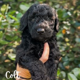 Colt - Black male Goldendoodle puppy in Cocoa, Florida from The Coastal Homestead