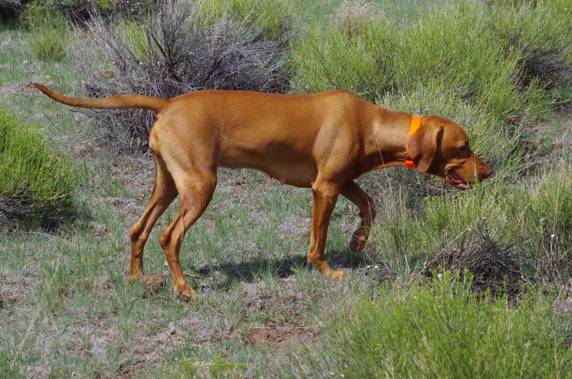 Valley store creek vizsla