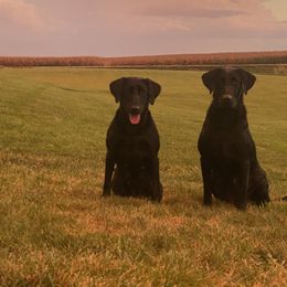 Labrador Retriever All Grown Up from Prairie State Labs