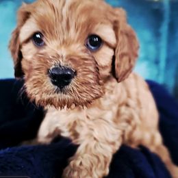 Cooper - Ruby male Cavalier King Charles Spaniel puppy in Watsontown, Pennsylvania from Huntsman Cavaliers