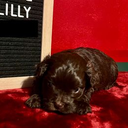 Lilly - Chocolate female Havanese puppy in Kansas City, Missouri from G's Havanese