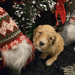 Labradoodle Puppies from PH&K