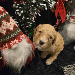 Labradoodle Puppies from PH&K