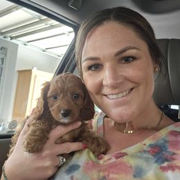 Cavapoo Puppies from Prince Pups
