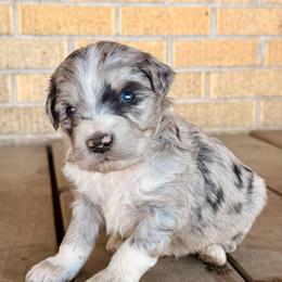 Bonjo - Blue merle male Aussiedoodle puppy in Talihina, Oklahoma from Lockhart Mini Aussies