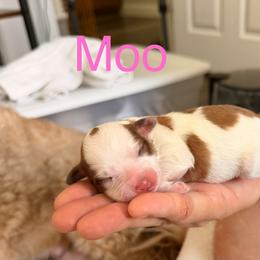 Moo - Brown and white female Aussiedoodle puppy in Lincoln, California from Frenchie LOVE and Doodles