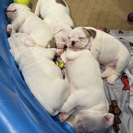 Bulldog Puppies from Pitts Kennel