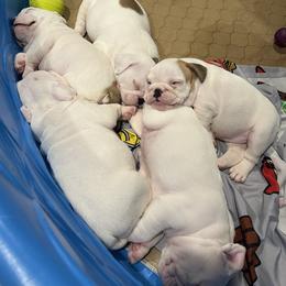 Bulldog Puppies from Pitts Kennel