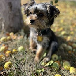 Emerald - Yorkshire Terrier