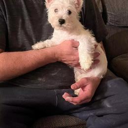 Luna - White female West Highland White Terrier puppy in Columbus, Ohio from Starlight Westies