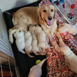 Golden Retriever Puppies from Golden Brick Road Golden Retrievers