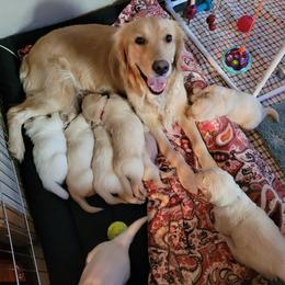 Golden Retriever Puppies from Golden Brick Road Golden Retrievers