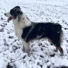 Aussiedoodles, Australian Shepherds, and Bernedoodles from Soap Creek Kennels