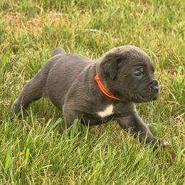Crash x benelli - Gray female Cane Corso puppy in Williamstown, Kentucky from Ridge Top Cane Corso