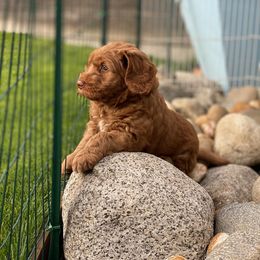 Australian Labradoodle Puppies from Cascade Canyon Labradoodles