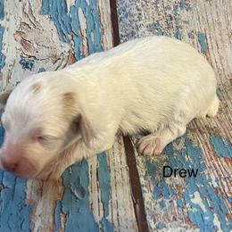 Drew - Cream male Aussiedoodle puppy in Lebanon, Missouri from Cobbs Creek Canines