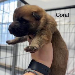 Coral HC - Bi-color female German Shepherd puppy in Terra Alta, West Virginia from Shepherd Country Farm and Kennels