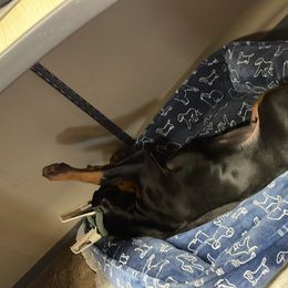 Doberman Pinscher and Poodle Puppies from TopSpots Farm