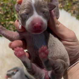 Bijou - Blue fawn female Italian Greyhound puppy in Southwest Florida, Florida from Woofford Italian Greyhounds