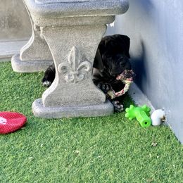 Lime Green Collar - Black female Cane Corso puppy in Homestead, Florida from Sabal Palm Cane Corso