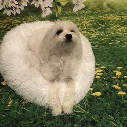 Skye - Maltese