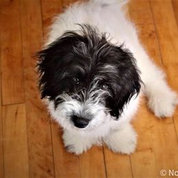 Aussiedoodle Puppies from North Ridge Doodles