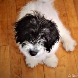 Aussiedoodle Puppies from North Ridge Doodles