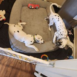 Dalmatian Puppies from America's Dalmatian Friends