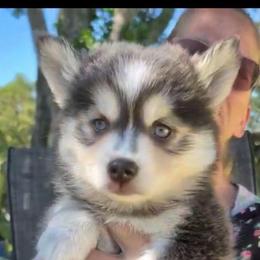 Misty (blue)- 2100 - Blue female Pomsky puppy in Spring Hill, Florida from www.PuppyTimeEmporium.com